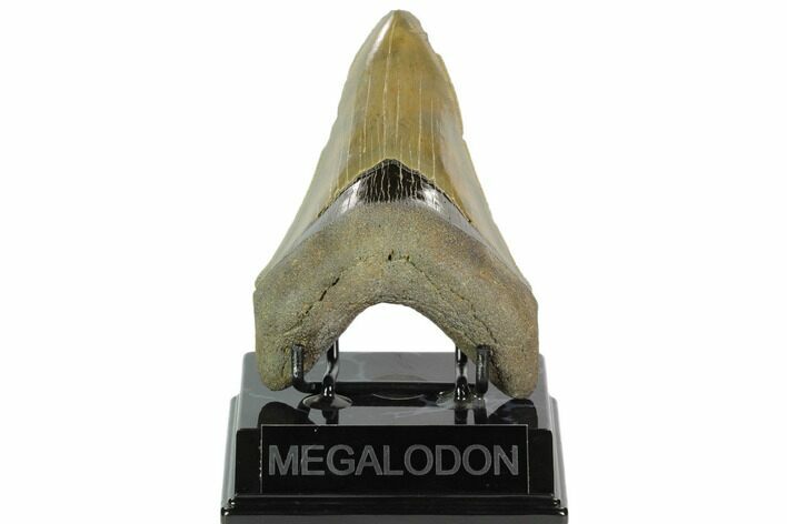 Serrated, Fossil Megalodon Tooth - South Carolina #124200